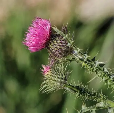 Mariendistel