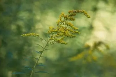 Solidago